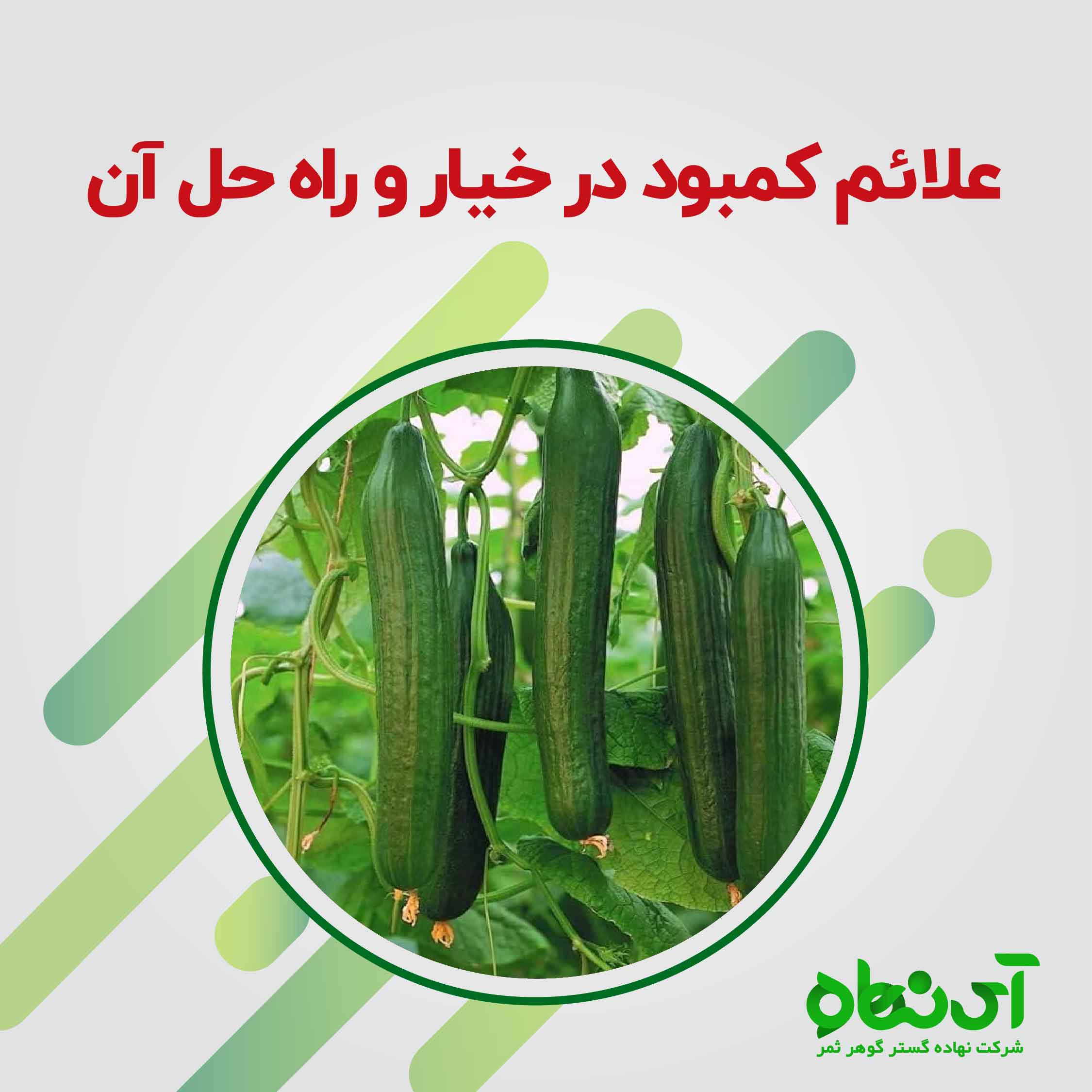 علائم کمبود در خیار و راه حل آن